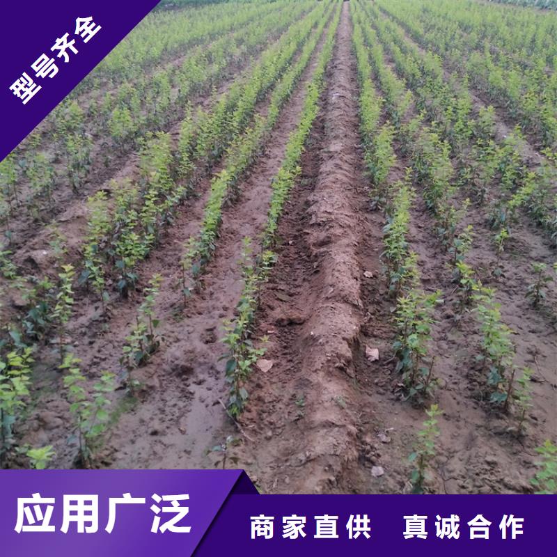 【李子樱桃苗订制批发】
