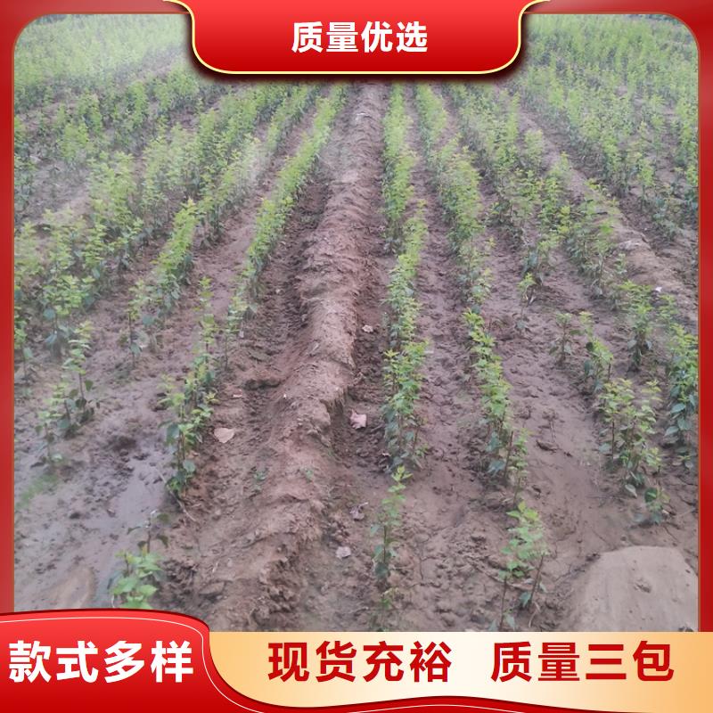 李子苹果苗免费获取报价