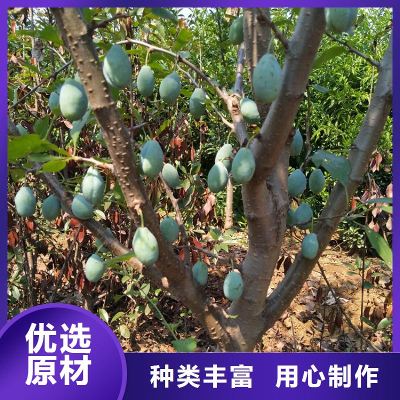 【李子】 桃树苗按需设计-轩园园艺场(陇南市分公司)-企业旺旺