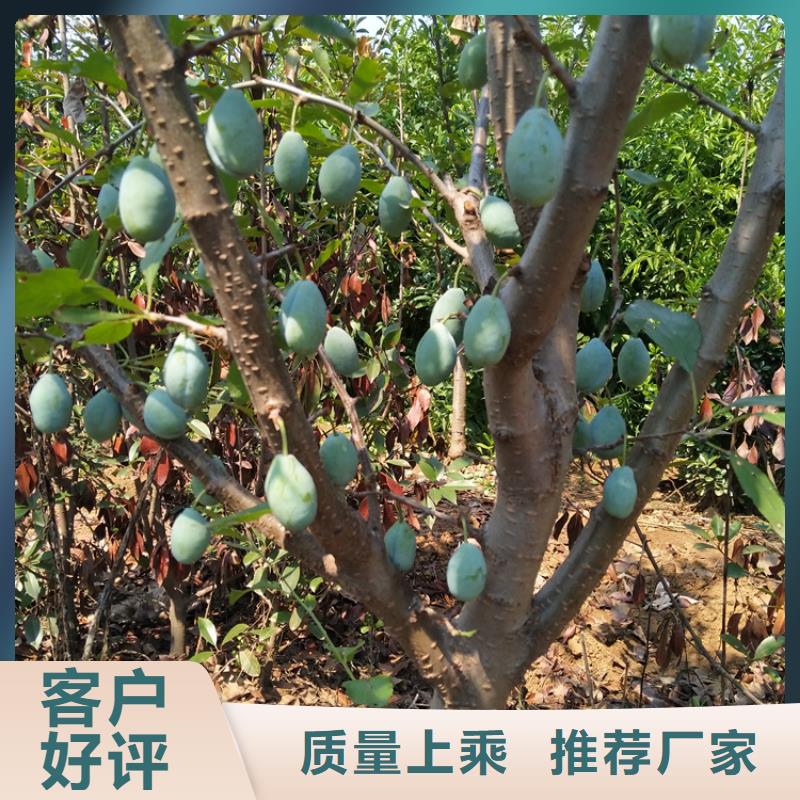 李子_葡萄苗优选原材