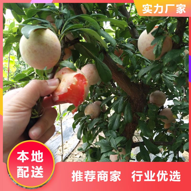 李子,桃树苗质检合格发货