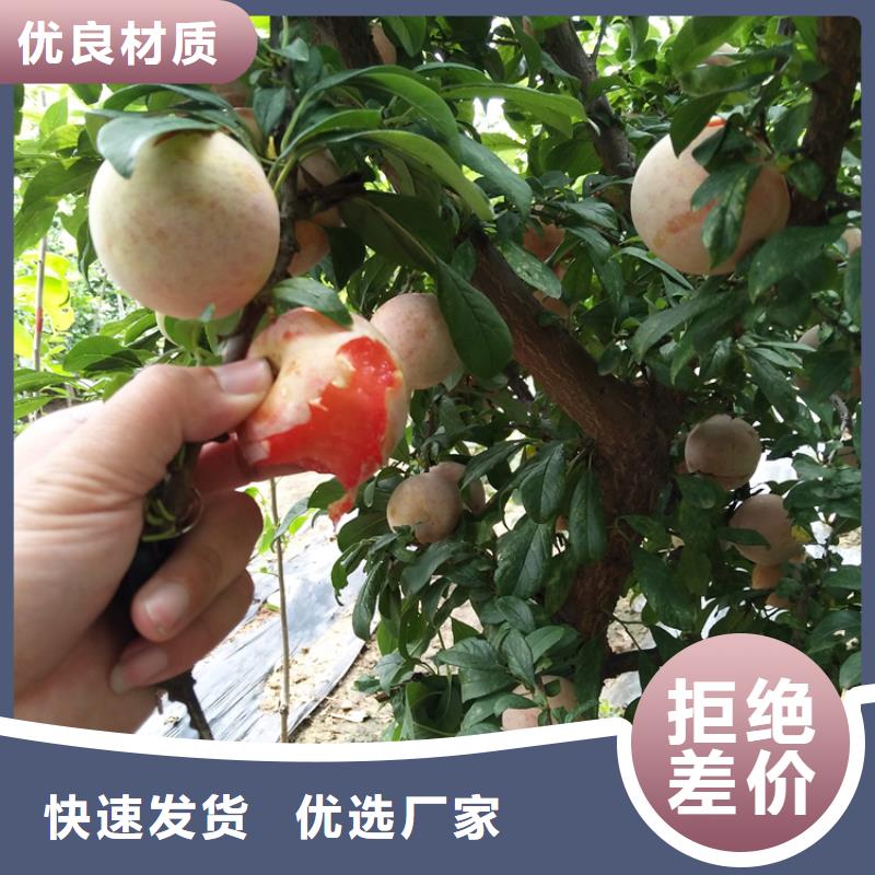 梨树苗-视频-梨树苗_甘肃省陇南市轩园园艺场(陇南市分公司)