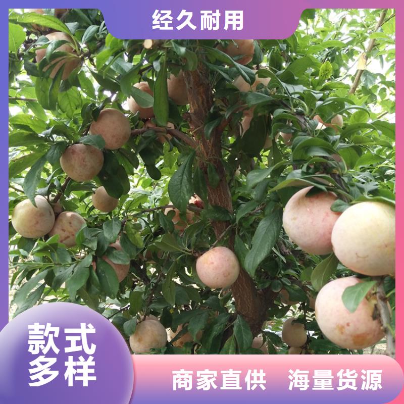 李子蘋果苗免費寄樣