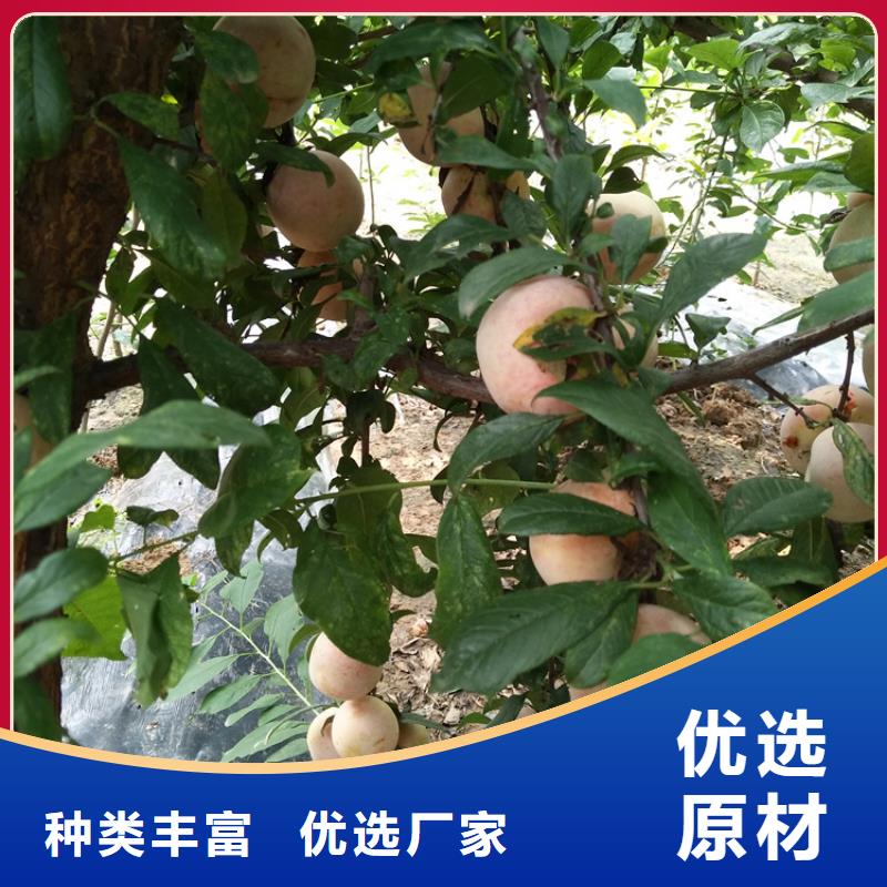 李子石榴树量大更优惠