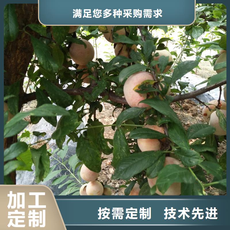 李子苹果苗免费获取报价