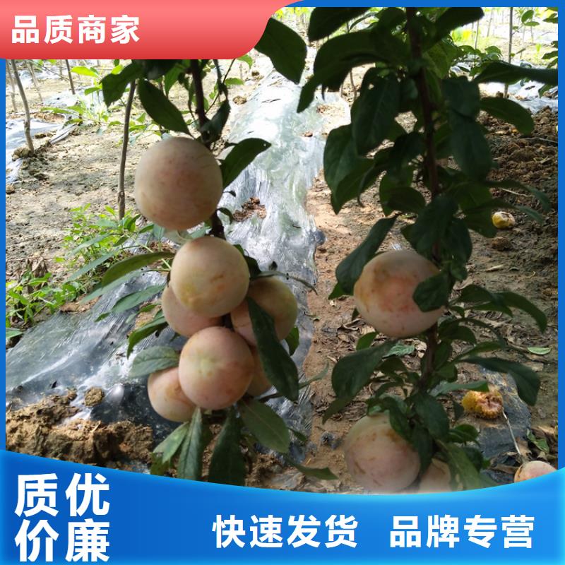 轩园【李子】苹果苗品种全-业务覆盖区域|钟楼|武进|南通|无锡|镇江|扬州|泰州|南京-企业旺旺