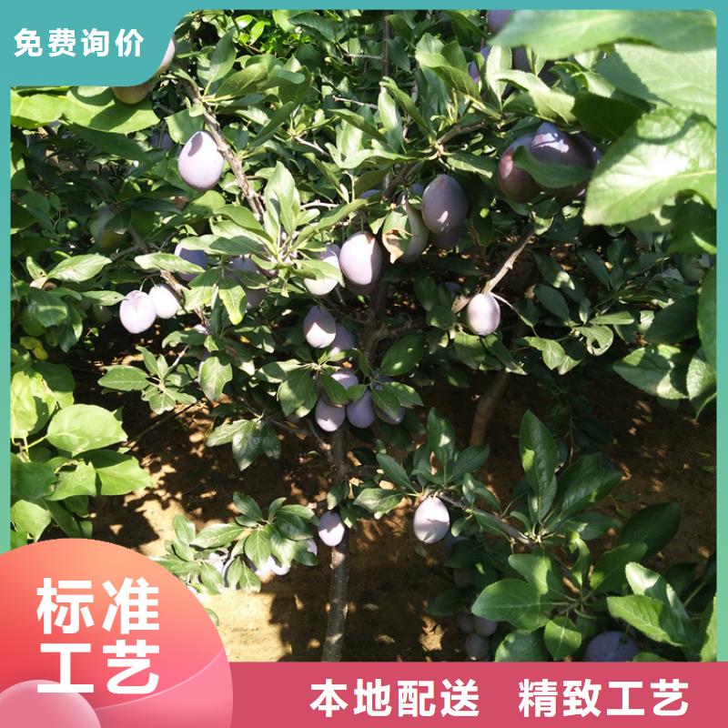 梨树苗视频-梨树苗(轩园)覆盖地域湖北省黄冈市蕲春|红安|荆门|孝感|十堰|恩施|黄石
