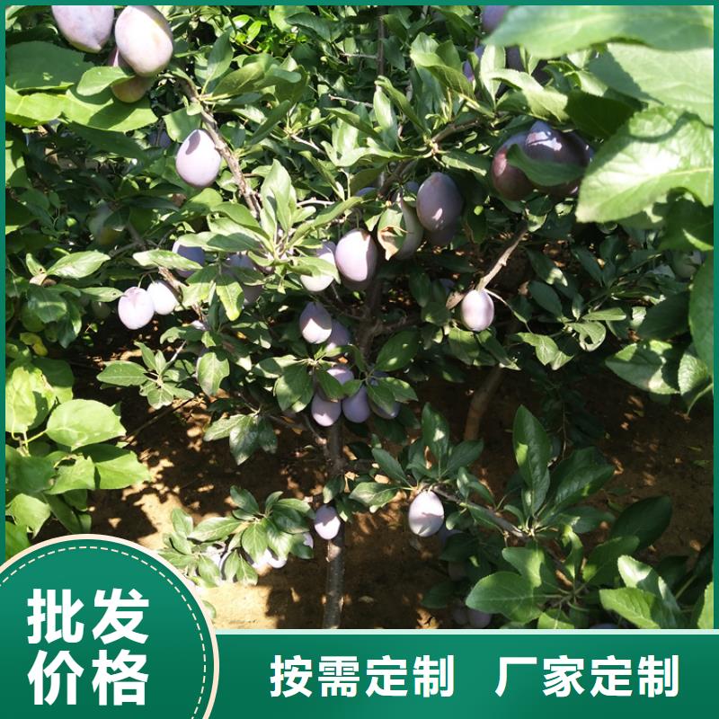 梨树苗视频-甘肃省陇南市轩园梨树苗可服务区域武都|成县|酒泉|金昌|天水|张掖|甘南等