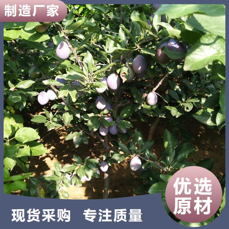 【李子】 桃树苗按需设计保障产品质量