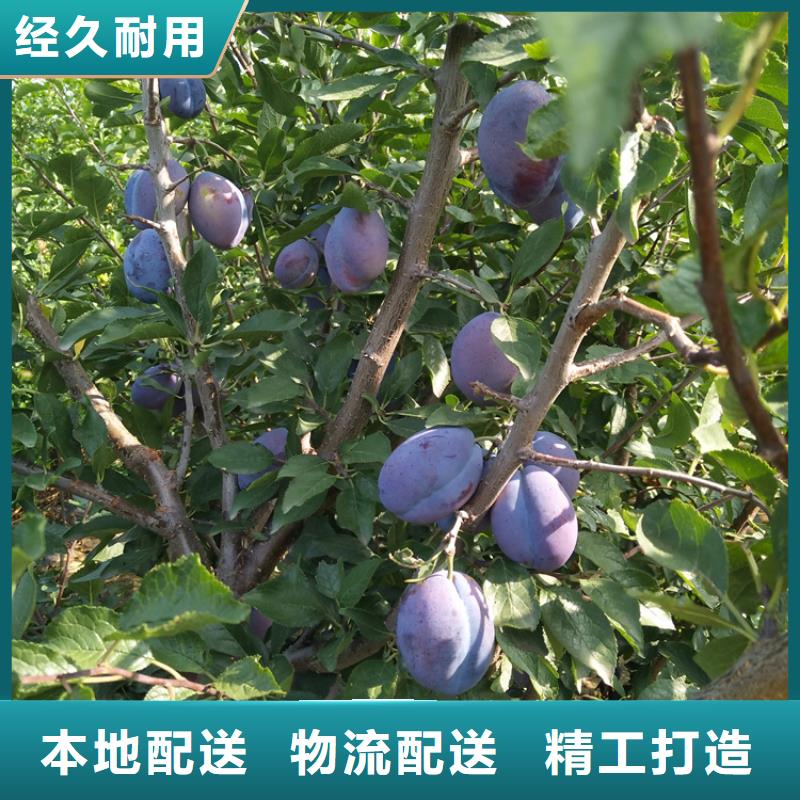 西梅李子苗量多優惠