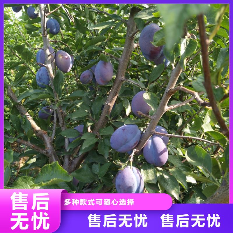 李子蘋果苗貨到付款
