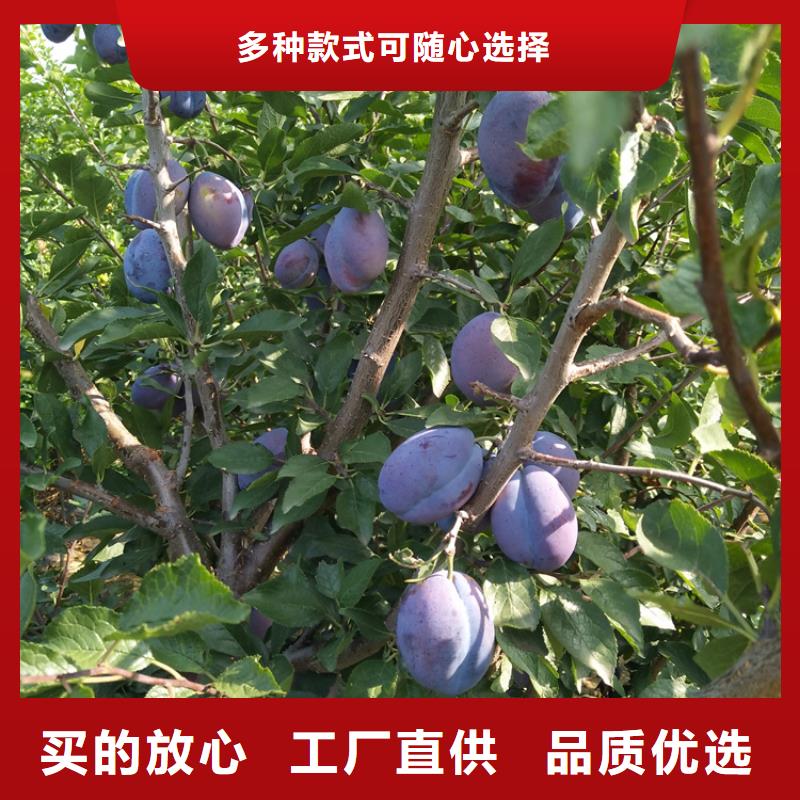 梨树苗-视频-梨树苗-江苏省常州市【当地】品牌-新北|天宁|扬州|泰州|宿迁|淮安|苏州