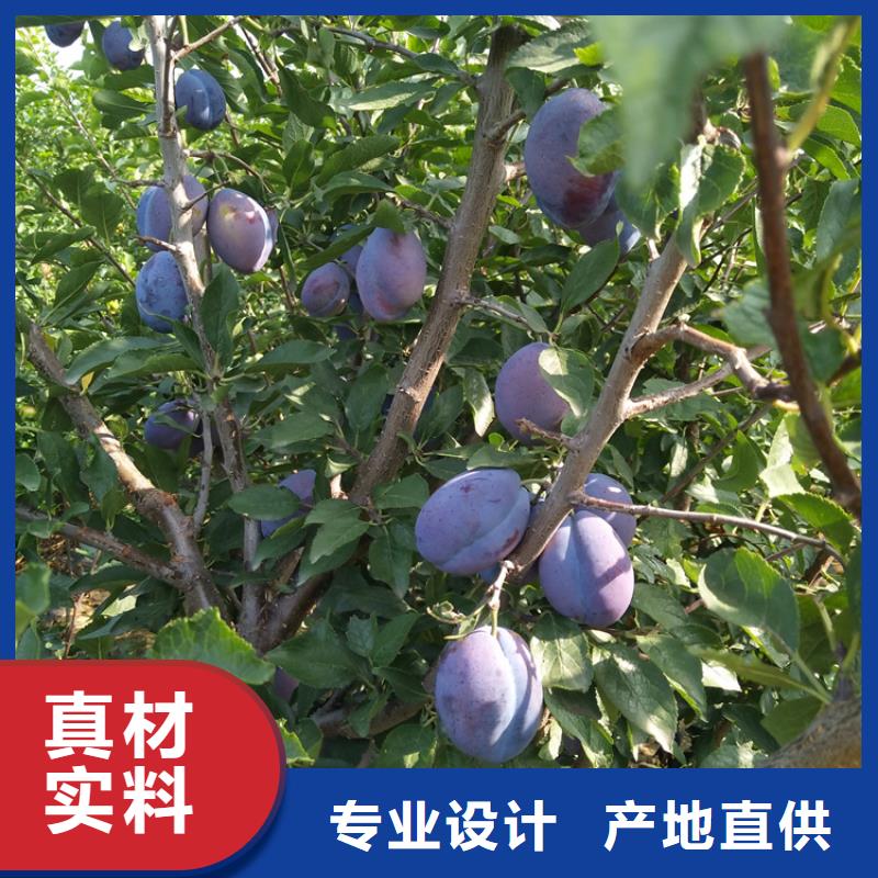 梨树苗视频-甘肃省陇南市轩园梨树苗可服务区域武都|成县|酒泉|金昌|天水|张掖|甘南等