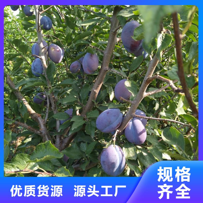 梨树苗视频-梨树苗(轩园)覆盖地域湖北省黄冈市蕲春|红安|荆门|孝感|十堰|恩施|黄石
