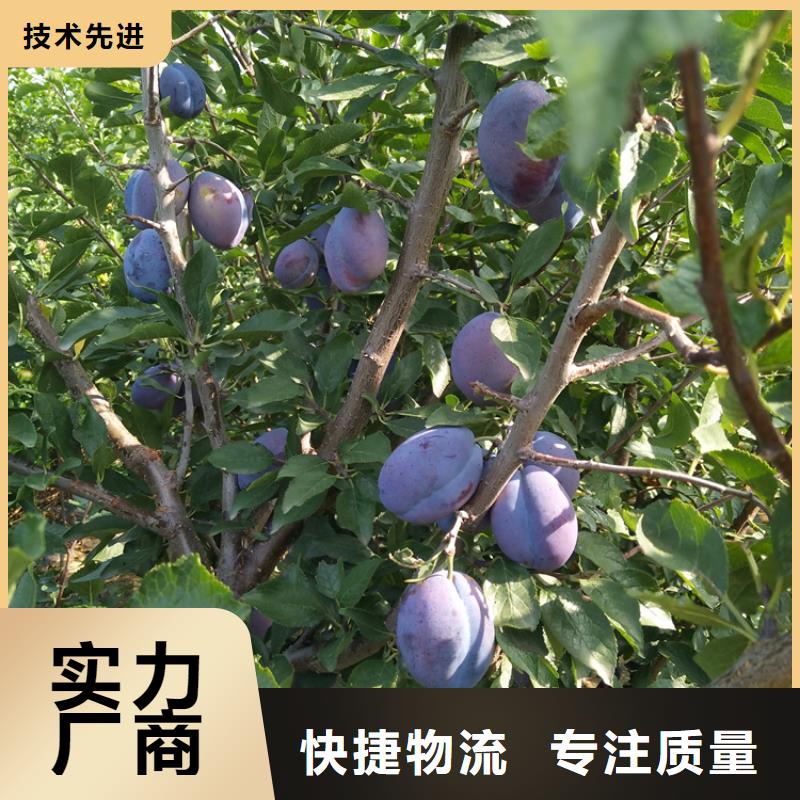 李子猕猴桃苗一站式厂家