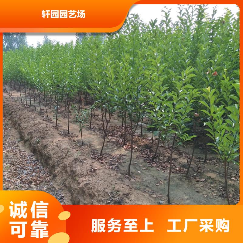 【李子】 桃树苗按需设计-轩园园艺场(陇南市分公司)-企业旺旺