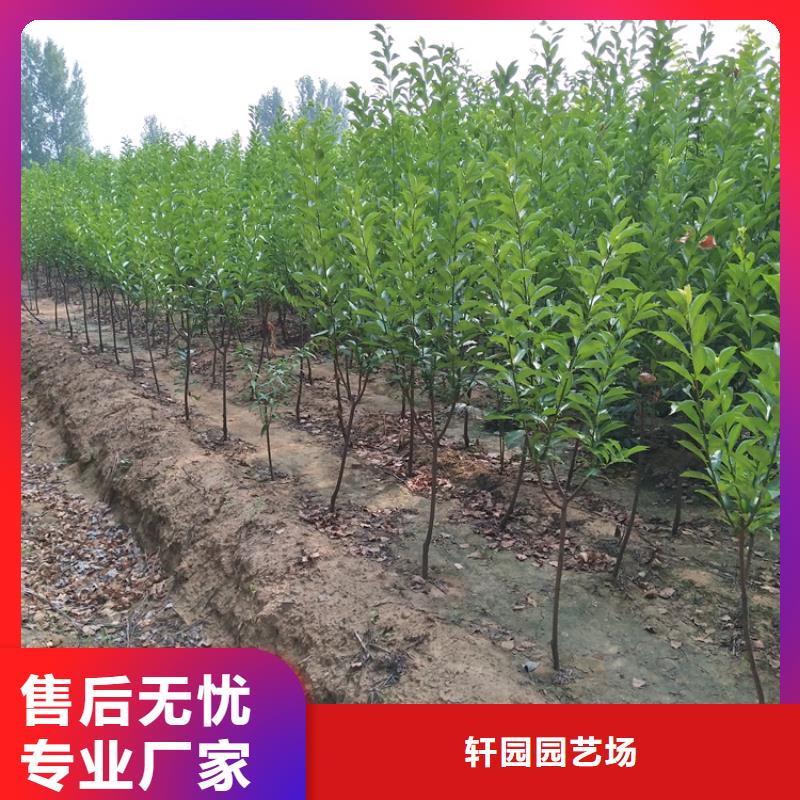 李子蘋果苗免費獲取報價
