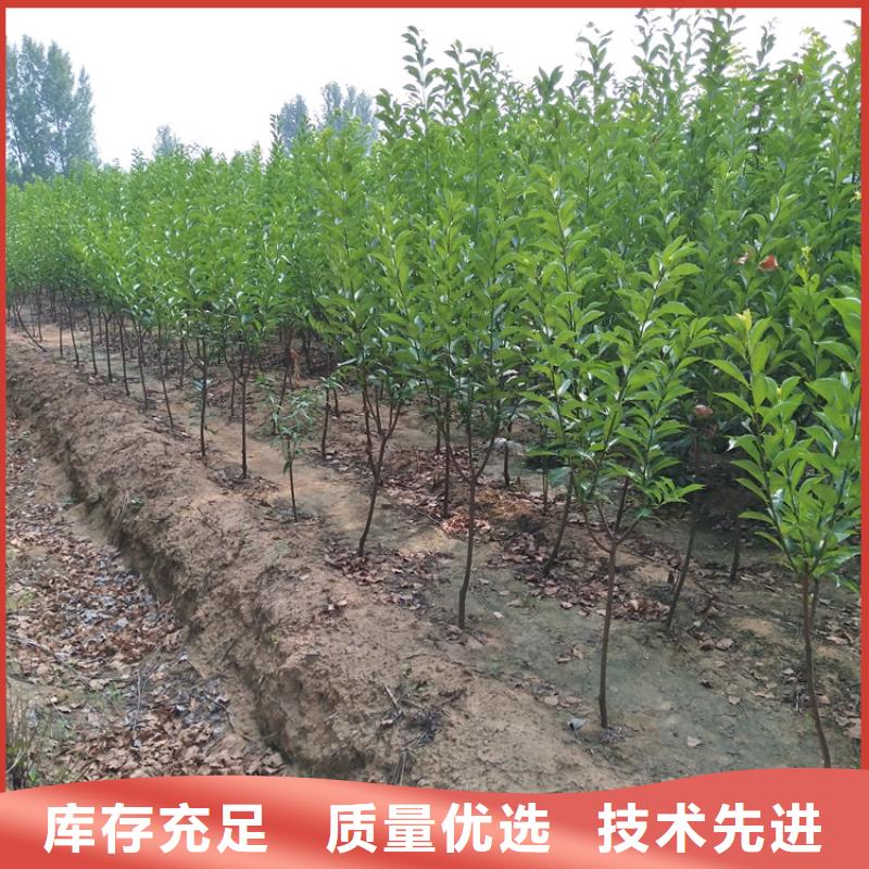 李子蘋果苗免費寄樣