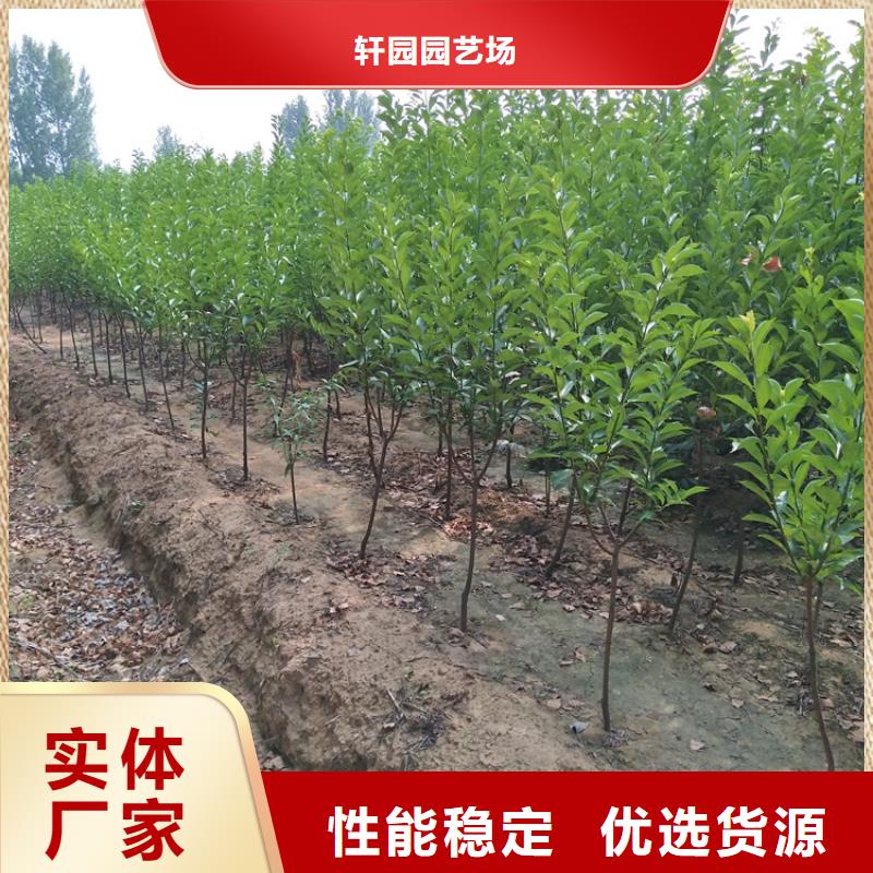 梨树苗-视频-梨树苗_甘肃省陇南市轩园园艺场(陇南市分公司)