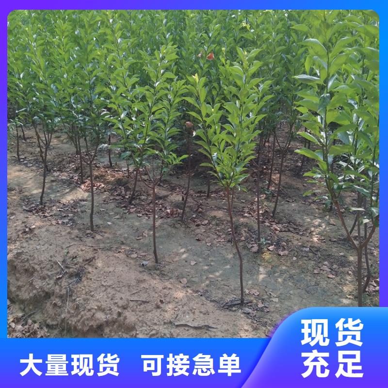 李子蓝莓苗性能稳定