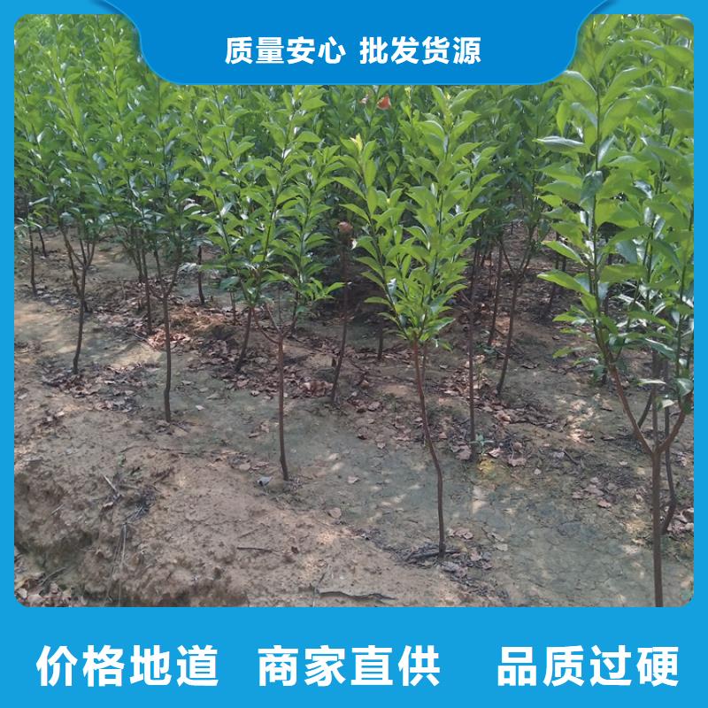 李子_桃树苗买的是放心