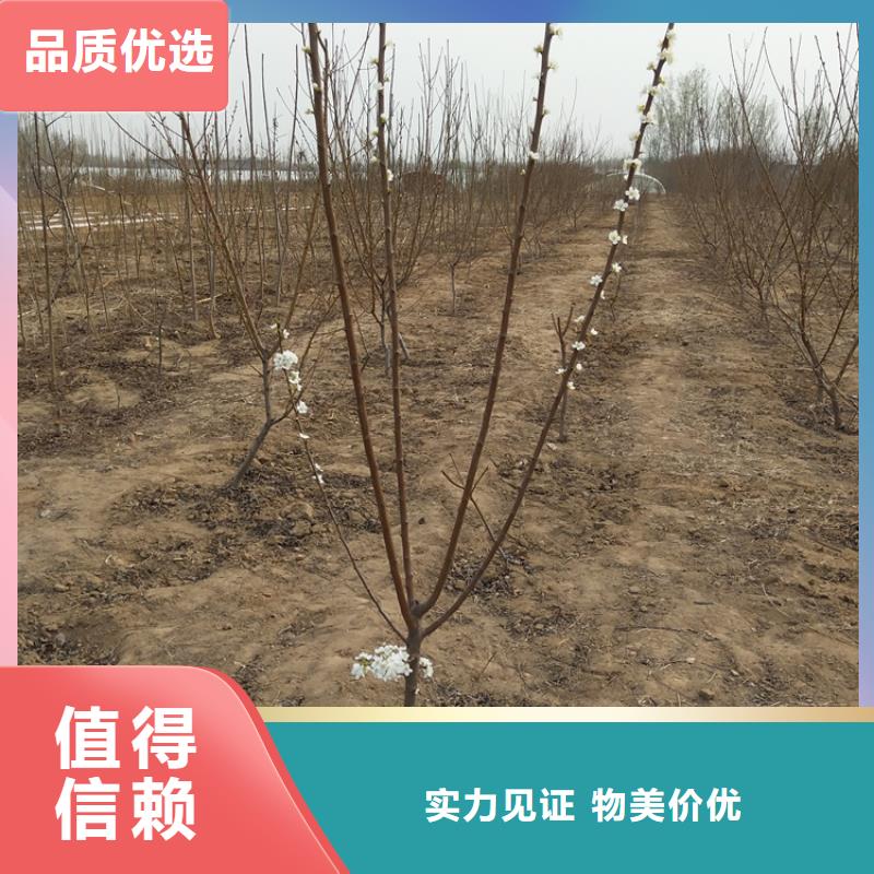 李子苹果苗免费获取报价