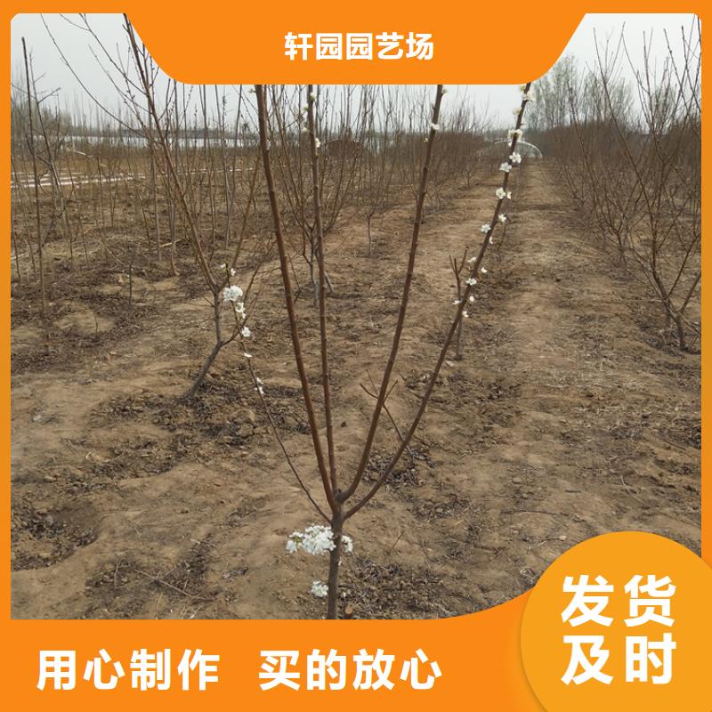 【李子】苹果苗品种全当地品牌