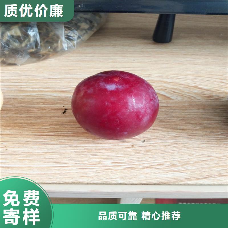 李子猕猴桃苗一站式厂家