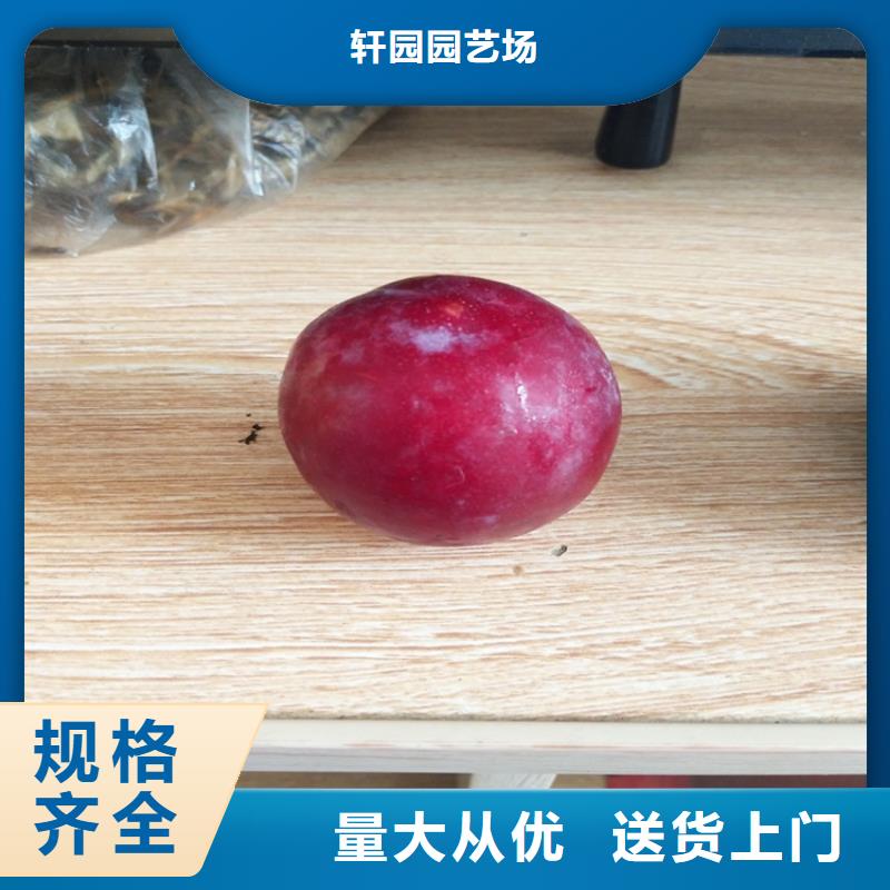李子_葡萄苗優選原材
