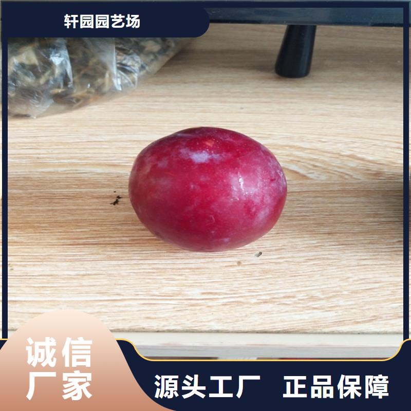 李子【樱桃苗】支持非标定制