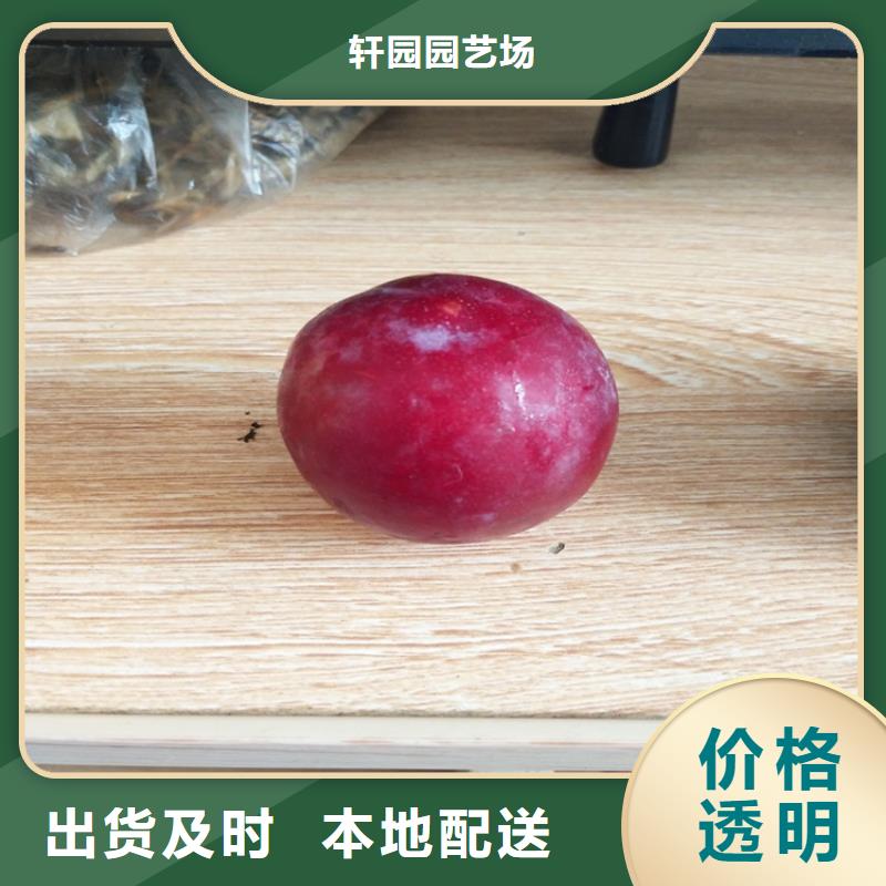 梨树苗视频-梨树苗(轩园)覆盖地域湖北省黄冈市蕲春|红安|荆门|孝感|十堰|恩施|黄石