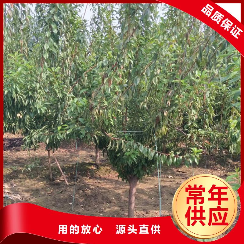 李子蘋果苗性價(jià)比高