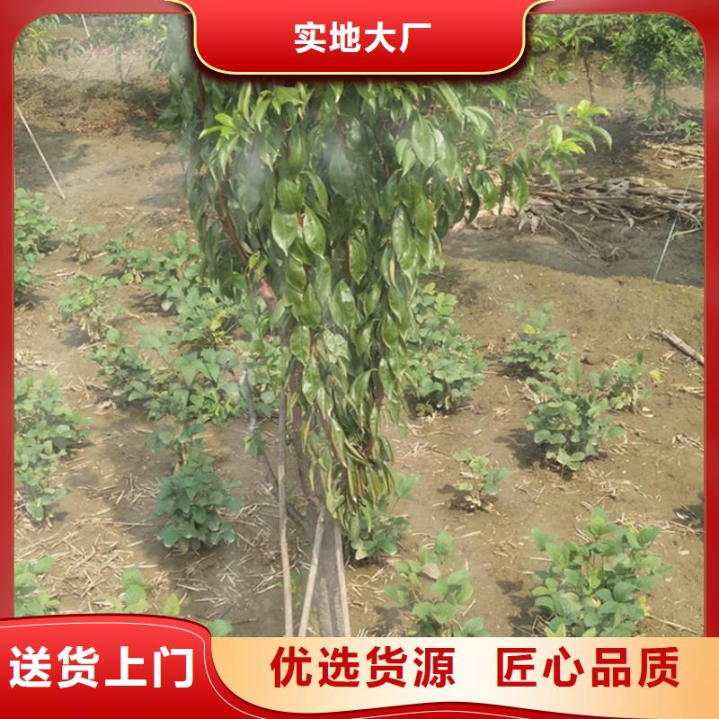 梨树苗视频-梨树苗(轩园)覆盖地域湖北省黄冈市蕲春|红安|荆门|孝感|十堰|恩施|黄石