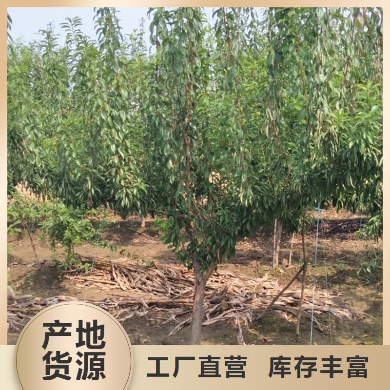 梨树苗-视频-梨树苗-江苏省常州市【当地】品牌-新北|天宁|扬州|泰州|宿迁|淮安|苏州