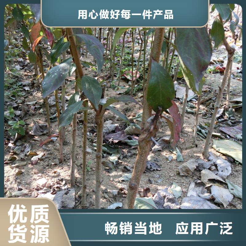 梨树苗视频-甘肃省陇南市轩园梨树苗可服务区域武都|成县|酒泉|金昌|天水|张掖|甘南等