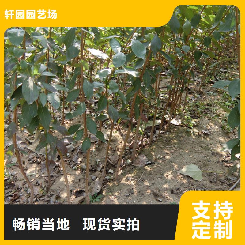 李子_葡萄苗优选原材