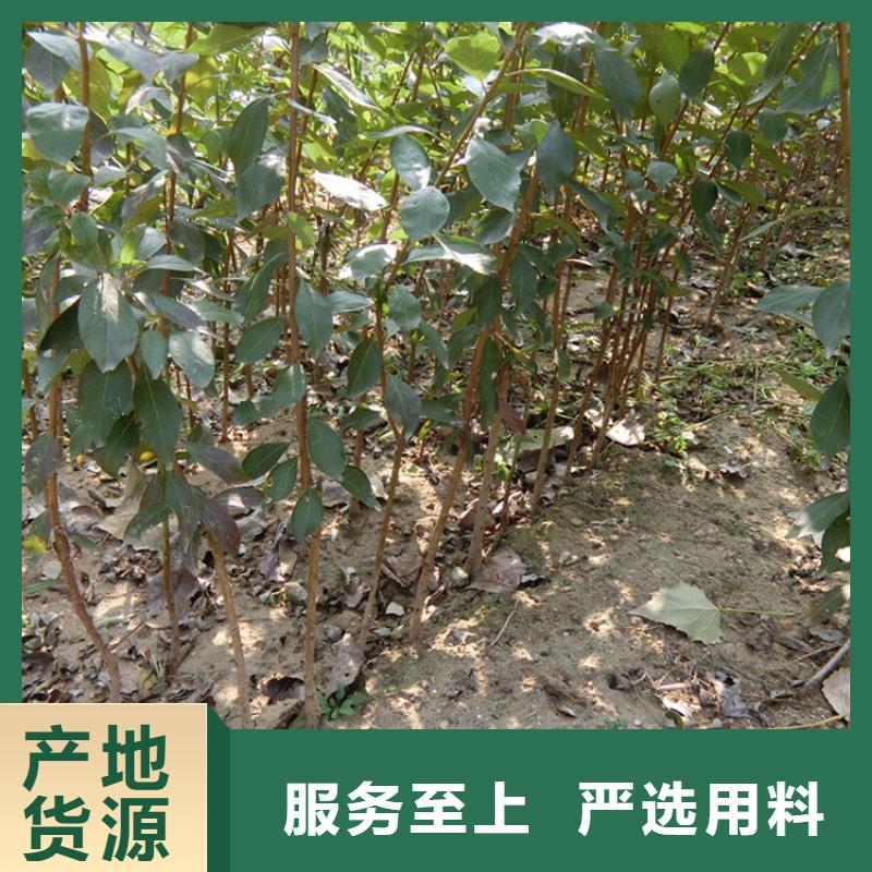 【李子樱桃苗订制批发】