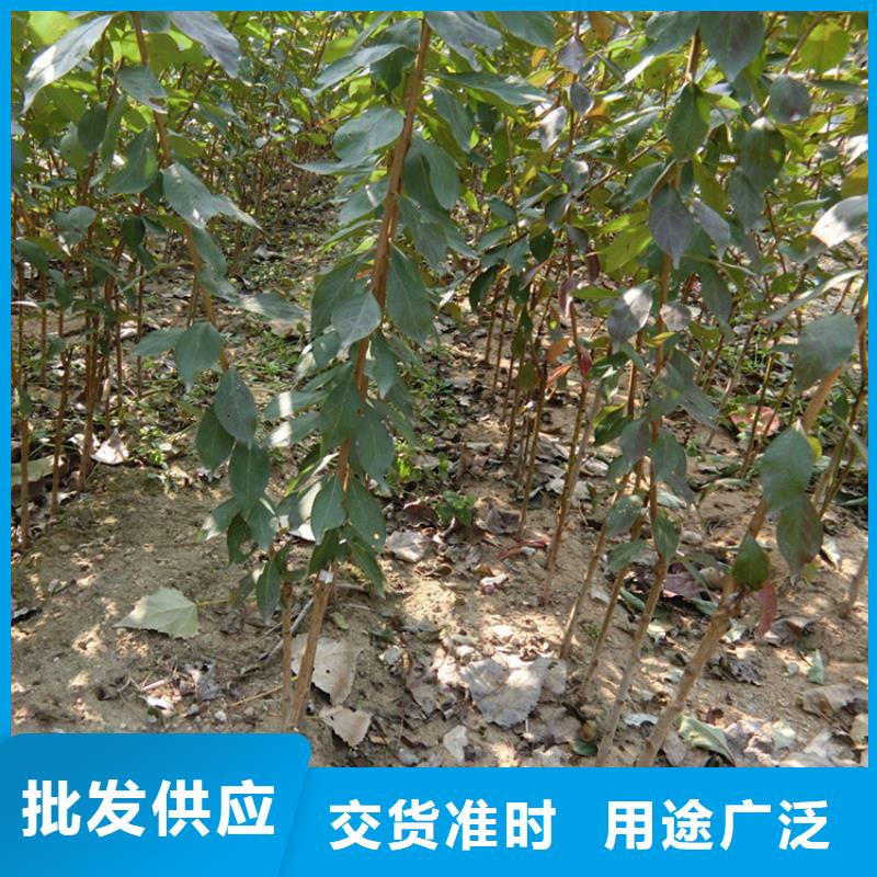 【李子】 桃树苗按需设计-服务范围包括成县|礼县|定西|金昌|平凉|嘉峪关等