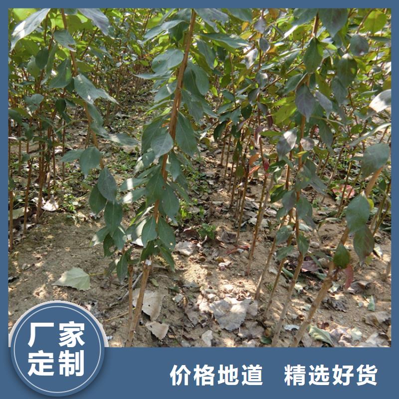 李子_葡萄苗優選原材