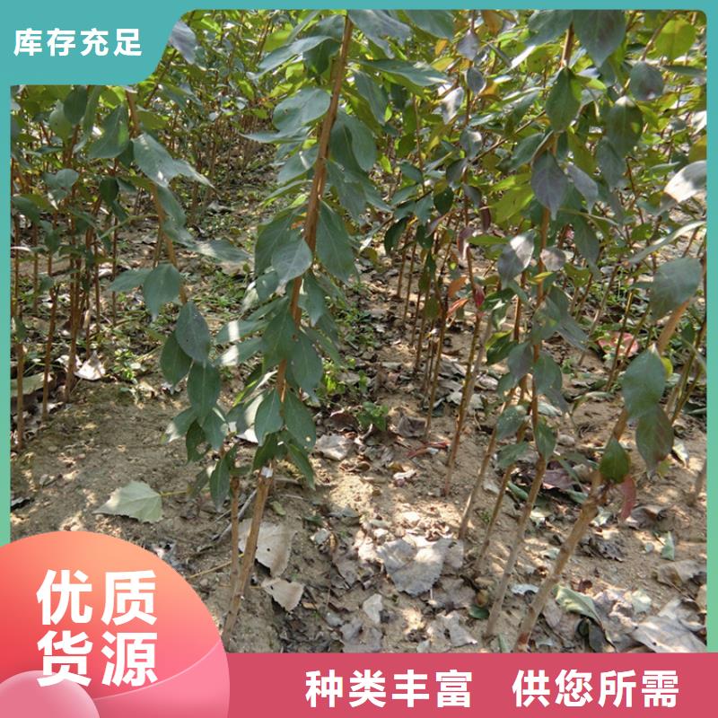 李子苹果苗免费获取报价
