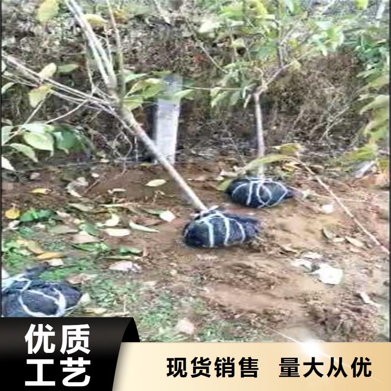 李子猕猴桃苗一站式厂家