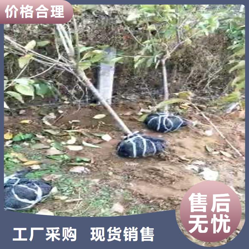 李子,桃树苗质检合格发货