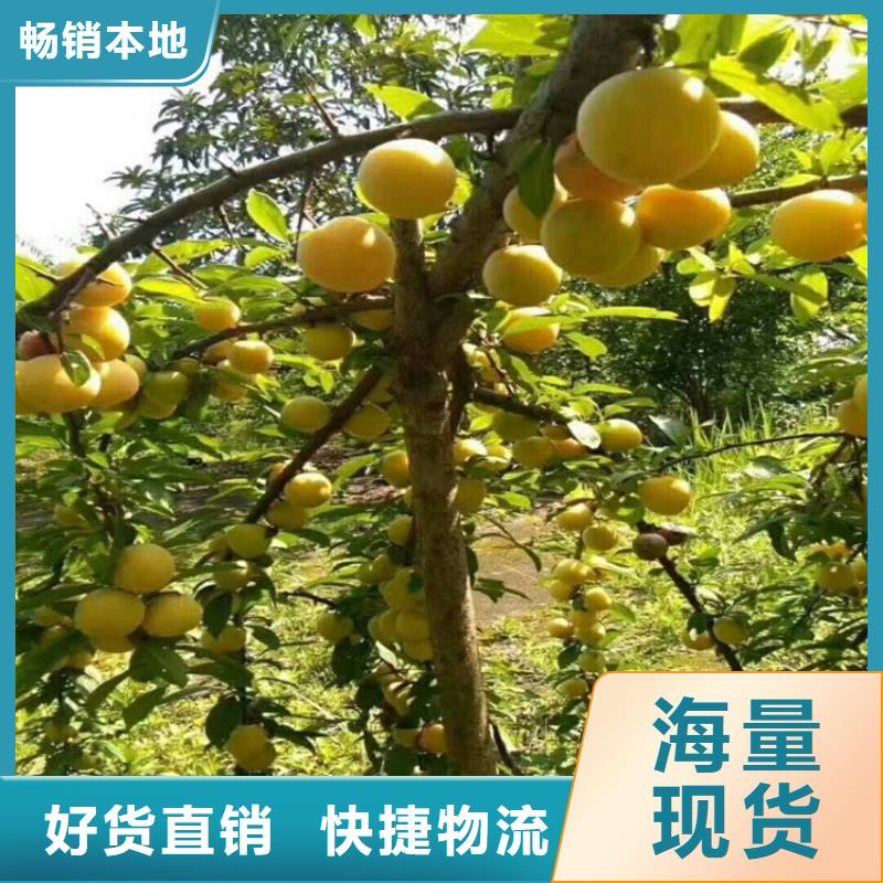 李子蓝莓苗性能稳定