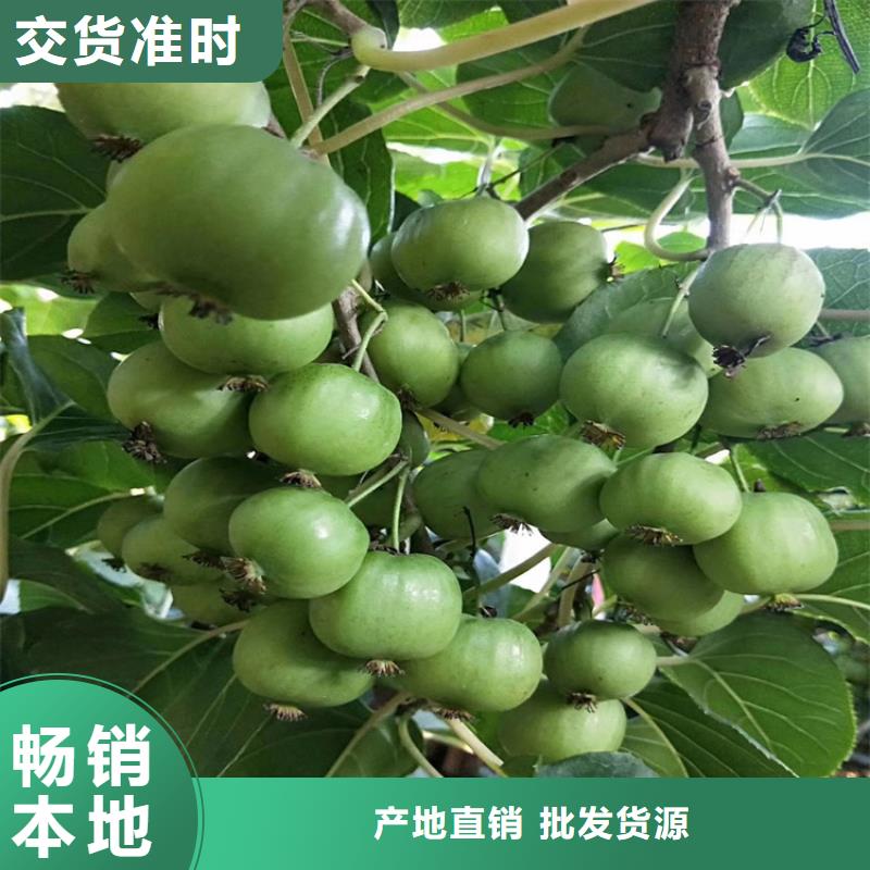 猕猴桃 【樱桃苗】匠心打造