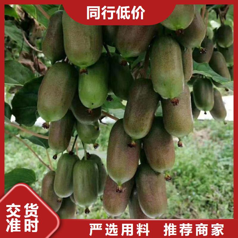 獼猴桃櫻桃苗現(xiàn)貨實(shí)拍