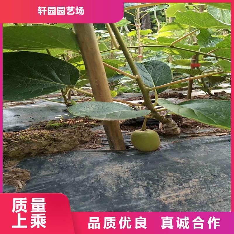 猕猴桃北美冬青一站式供应厂家