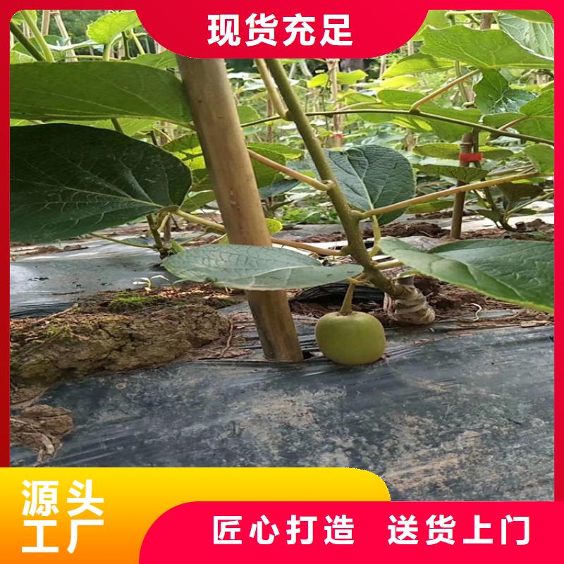 【猕猴桃蓝莓苗注重细节】