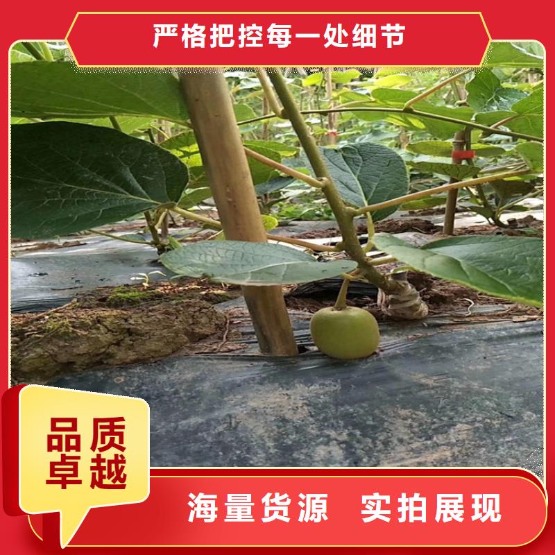 【獼猴桃】藍(lán)莓苗產(chǎn)品優(yōu)良