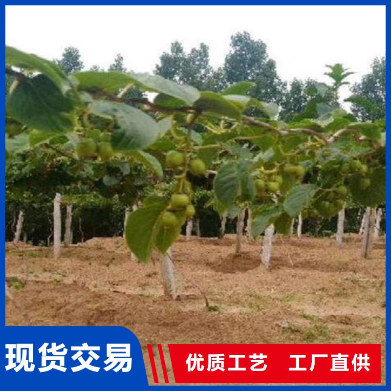 猕猴桃桃树苗多种规格库存充足