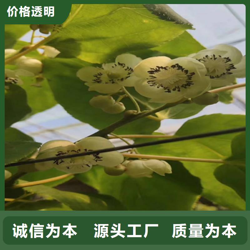 【 猕猴桃 樱桃苗当地货源】_轩园园艺场(滨州市分公司)